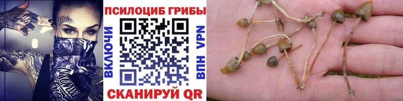 Псилоцибиновые грибы мицелий  купить   Раменское 
